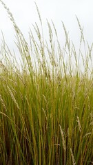 Obraz premium green grass in the wind