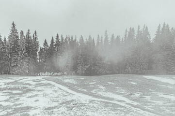 Landscapes - Forest - Europe, Romania, Suceava region  