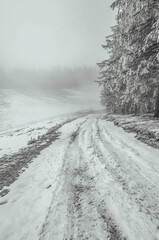 Obraz premium Landscapes - Forest - Europe, Romania, Suceava region 