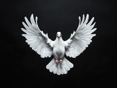 A beautiful white dove is captured mid-flight against a dark background, symbolizing peace and freedom with graceful wings fully spread.