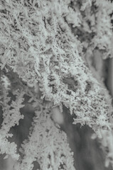 Landscapes - Forest - Europe, Romania, Suceava region  