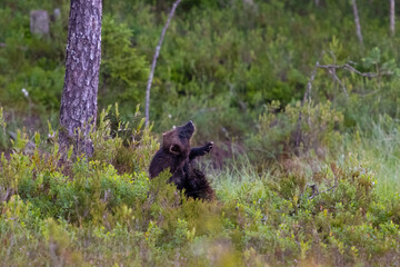 The scratching wolverine. Mosquitoes are bothering even wolverines