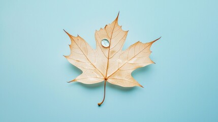 Single dried maple leaf with waterdrop on light blue background.