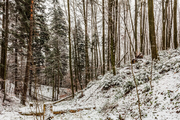 Landscapes - Forest - Europe, Romania, Suceava region  