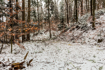 Landscapes - Forest - Europe, Romania, Suceava region  
