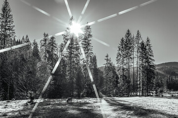 Fototapeta premium Landscapes - Forest - Europe, Romania, Suceava region 