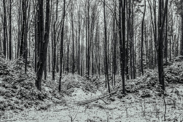 Landscapes - Forest - Europe, Romania, Suceava region  