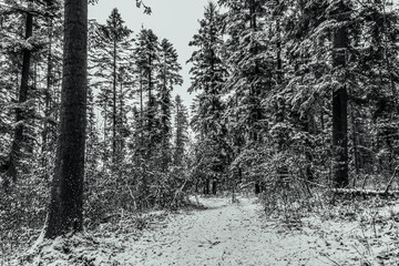 Landscapes - Forest - Europe, Romania, Suceava region  