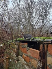 ein niedliches Kätzchen zwischen läuft zwischen Sträuchern herum