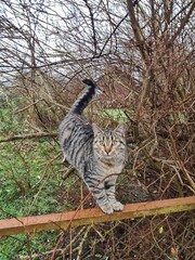 eine süße Katze auf einem Zaun, in Niepars (Mecklenburg - Vorpommern)