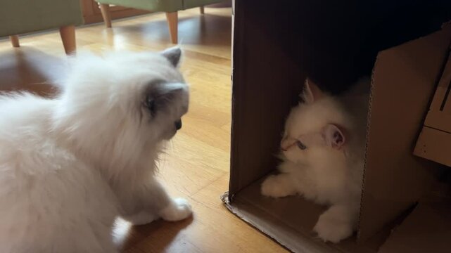 two ragdoll cats fighting in cardwood house
