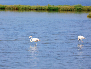 two flamingos in the water of pond searching for food in the shallow bottom