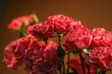 Bouquet of pink chrysanthemums on warm brown background
