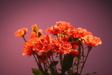 Bouquet of pink chrysanthemums on bright purple background