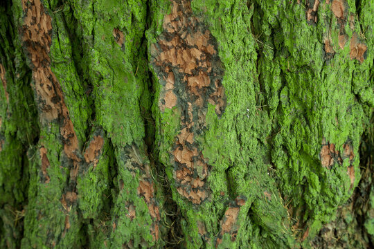 Tree bark with green moss close-up texture - Powered by Adobe