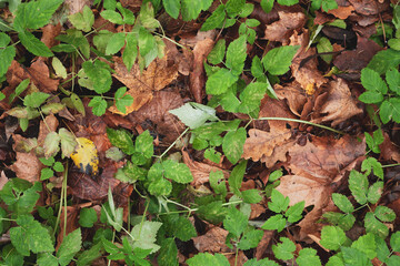 Fall brown leaves on the ground with green leaves sticking through