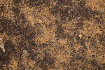 Pine needles on a ground natural composition