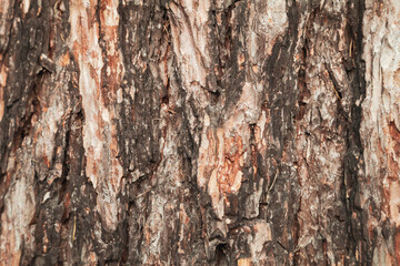 Obraz premium Autumnal pine tree bark close-up texture
