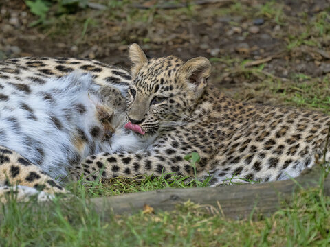 A Persian Leopard cub, Panthera pardus saxicolor, lies next to its mother and licks itself