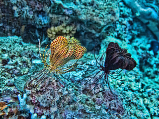 There are amazing animals in the Bali Sea, they move as if they are dancing.