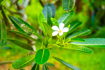 South Samui views with beach villas, in koh Samui, Thailand