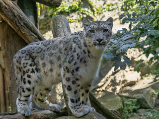 Female Snow leopard, Panthera uncia, stands on a tree trunk and observes the surroundings
