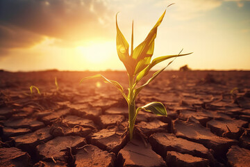 Corn sprout on an empty dry field during a drought