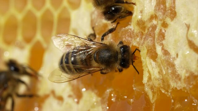Working bee on honeycomb, close up. Colony of bees in apiary. Beekeeping in countryside. Macro shot with in a hive in a honeycomb, wax cells with honey and pollen. Honey in combs