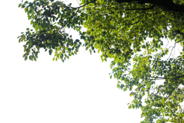 green tree with leaves branches isolated on white