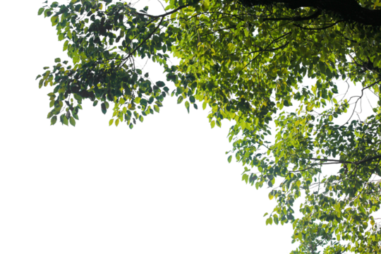 green tree with leaves branches isolated on white