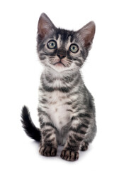 bengal kitten in studio