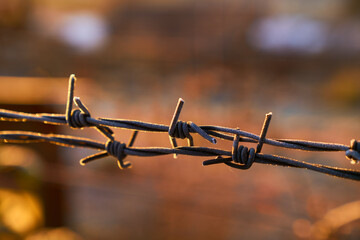 barbed wire in winter