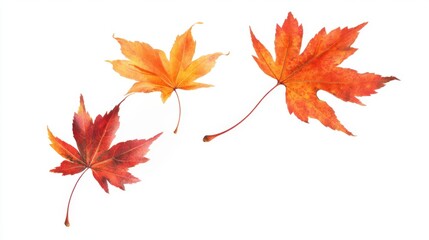 Autumn maple leaves caught in a gentle breeze,