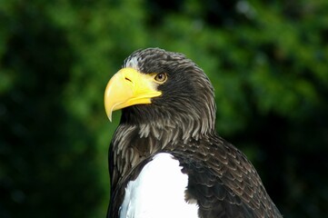 Obraz premium Seeadler-1