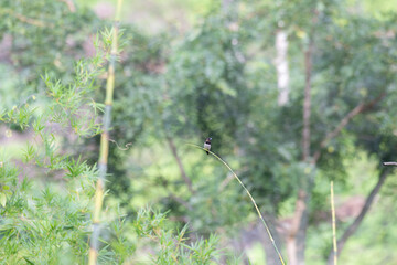 The beautiful, small, brown munia perched on a thin branch. The background is a soft blur of green foliage.