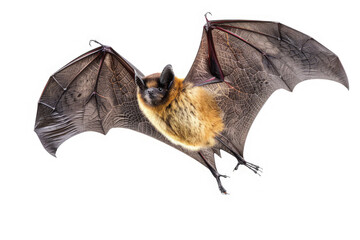 Fototapeta premium A bat in flight showcasing its wings and fur against a white background.