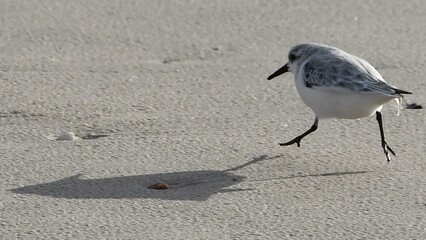 Sanderling-2