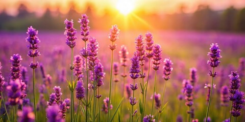 Field of purple flowers with tall stalks swaying gently in the breeze