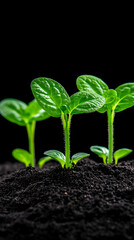 Naklejka premium Vibrant Green Seedlings Emerging from Soil