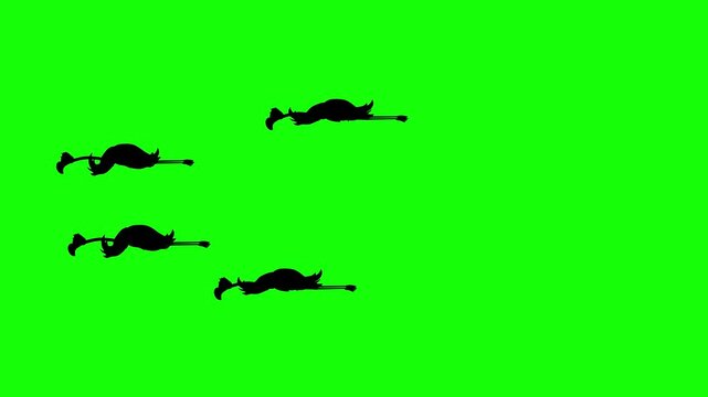 Flock of flying flamingo silhouettes on green screen, loop, chromakey, footage, cartoon