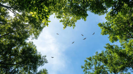 tree canopy with birds flying in blue sky creates serene atmosphere. lush green leaves frame view, enhancing beauty of nature
