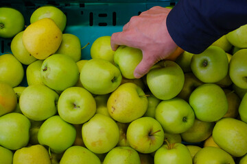 Hands Selecting Fresh Apples at a Market Stall. Close-up of a hand reaching for green apples in a vibrant market scene.