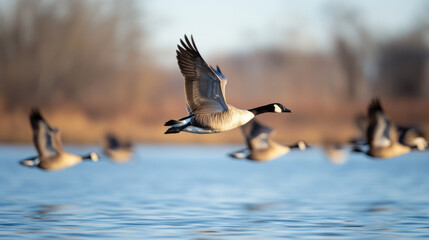 Migrating geese flying over wetland, showcasing their graceful movement and natural habitat. serene water reflects beauty of nature
