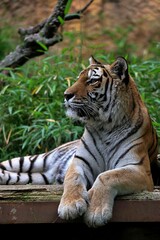 遠くを見つめるアムールトラの横顔