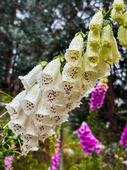 Digitalis purpurea flower or foxglove in Villa Alpina, Cordoba. Argentina.
