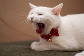 大あくびをする白猫