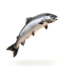 Leaping Salmon: A majestic Chinook salmon leaps through the air, showcasing its powerful muscles and vibrant scales.  A stunning image for culinary, wildlife, and nature-related projects.