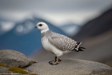 Fototapeta premium Rock Ptarmigan 