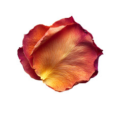 Close up rose petal texture image Transparent Background.