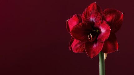 Obraz premium A bold red amaryllis against a deep burgundy background, close-up shot, Minimalist style